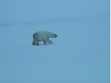 Snow bound bear