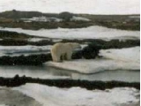 Bear on tundra
