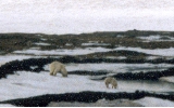 Bear and wolf