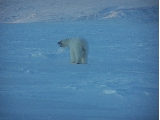 Chasing away bear