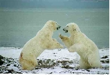 Bear fight