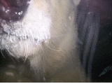 Bear nose