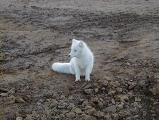 Fluffy fox