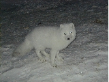 Fox 2000