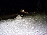 Fox fight