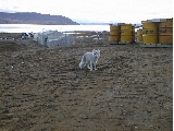 Fuel dump fox