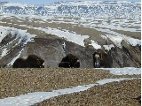 Baby muskox with herd