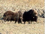 Bull and two cows