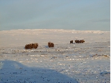 Herd by the runway