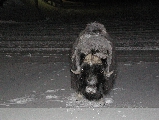 Head on at night