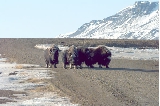 Muskox on the road