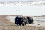 Muskox on the road again
