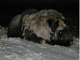 Picture of Spot