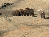 West herd