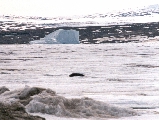 Arctic seal