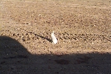 Bunny Rabbit