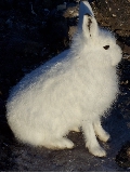 Dump Hare