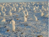 Field of hares
