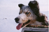Frozen Dog
