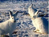 Hare