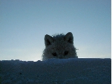 I See You!