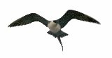 Flying Jaegar