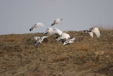 Ptarmigan