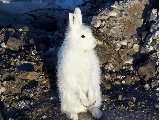 Spot Hare