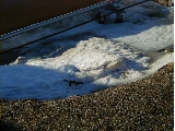 Weasel