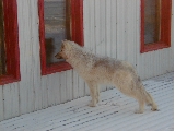 Bar wolf