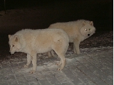 Night wolves