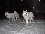 Night wolves part 2