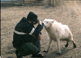 Photo wolf