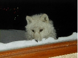 Window wolf