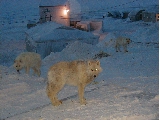 Wolf pack